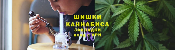 индика Ельня
