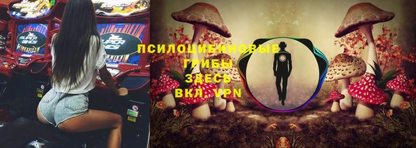 индика Ельня